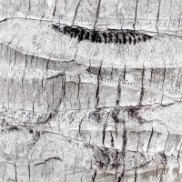 Hoi An II Mappa Mundi