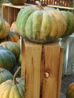 Farben des Herbstes, Serie:2(5)