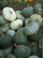 Farben des Herbstes, Serie:5(5)