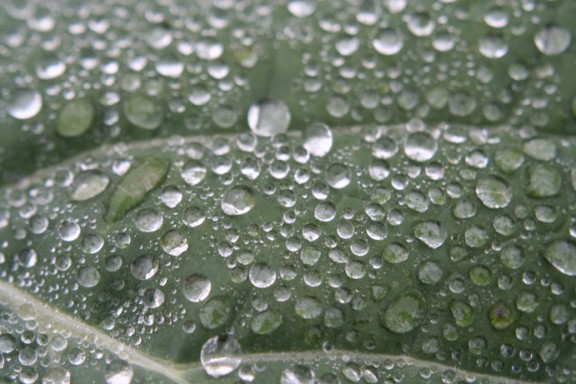 Kohlblatt mit Wassertropfen