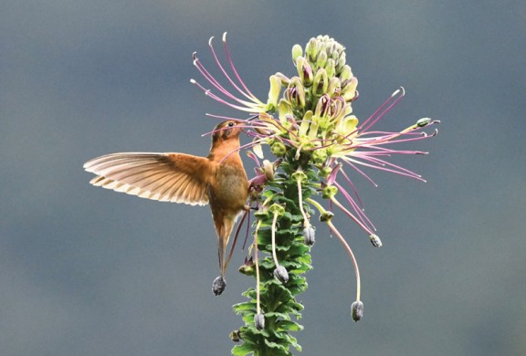 Kolibri im Flug an Blüte